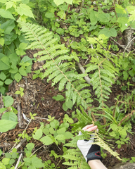 Polystichum braunii image