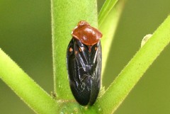Suracarta basinotata