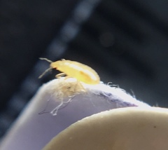 Insecta