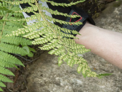 Polystichum braunii image