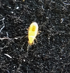 Insecta
