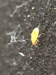 Insecta