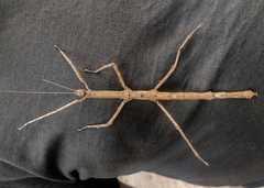 Cladomorphus phyllinus