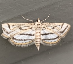 Parapoynx badiusalis