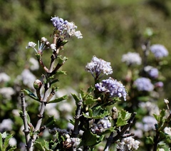Ceanothus jepsonii