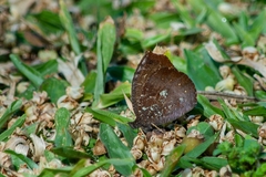Godartiana muscosa