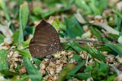 Godartiana muscosa