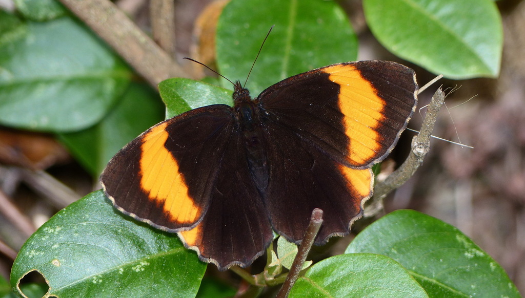 Pedaliodes praxithea