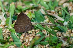 Godartiana muscosa