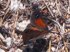 Pseudonympha hippia