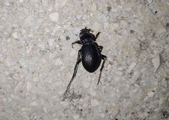 Carabus rossii