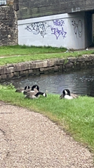 Branta canadensis