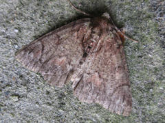 Dindica virescens