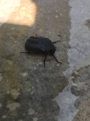 Protaetia opaca