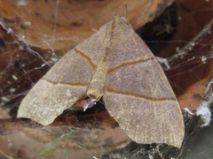 Gonepatica opalina