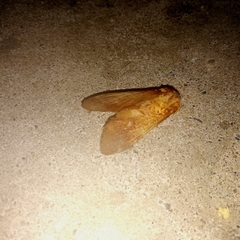 Lepidoptera
