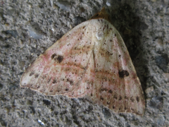 Perynea subrosea