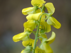 Crotalaria walkeri