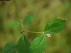 Crotalaria walkeri