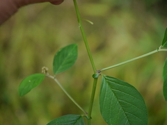 Crotalaria walkeri
