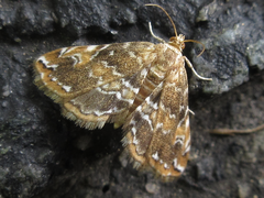 Elophila turbata