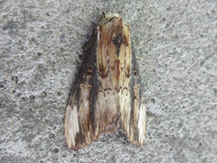Hexafrenum leucodera