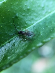 Alysiinae
