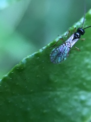 Alysiinae
