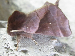 Gonoclostera timoniorum