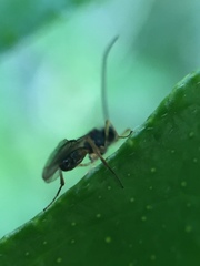 Alysiinae