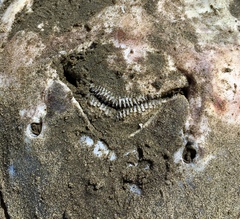 Beringraja binoculata