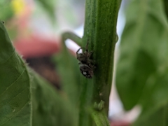 Phidippus putnami