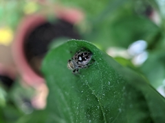 Phidippus putnami
