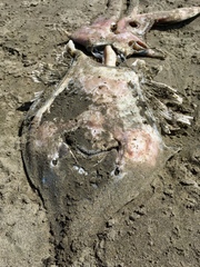 Beringraja binoculata