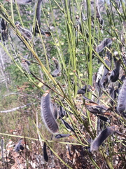 Cytisus scoparius