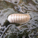 Dwarf Chiton - Photo (c) mjonwhidbey, some rights reserved (CC BY-NC)