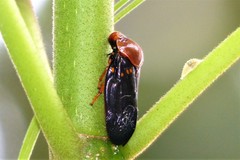 Suracarta basinotata