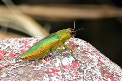 Iridotaenia igniceps