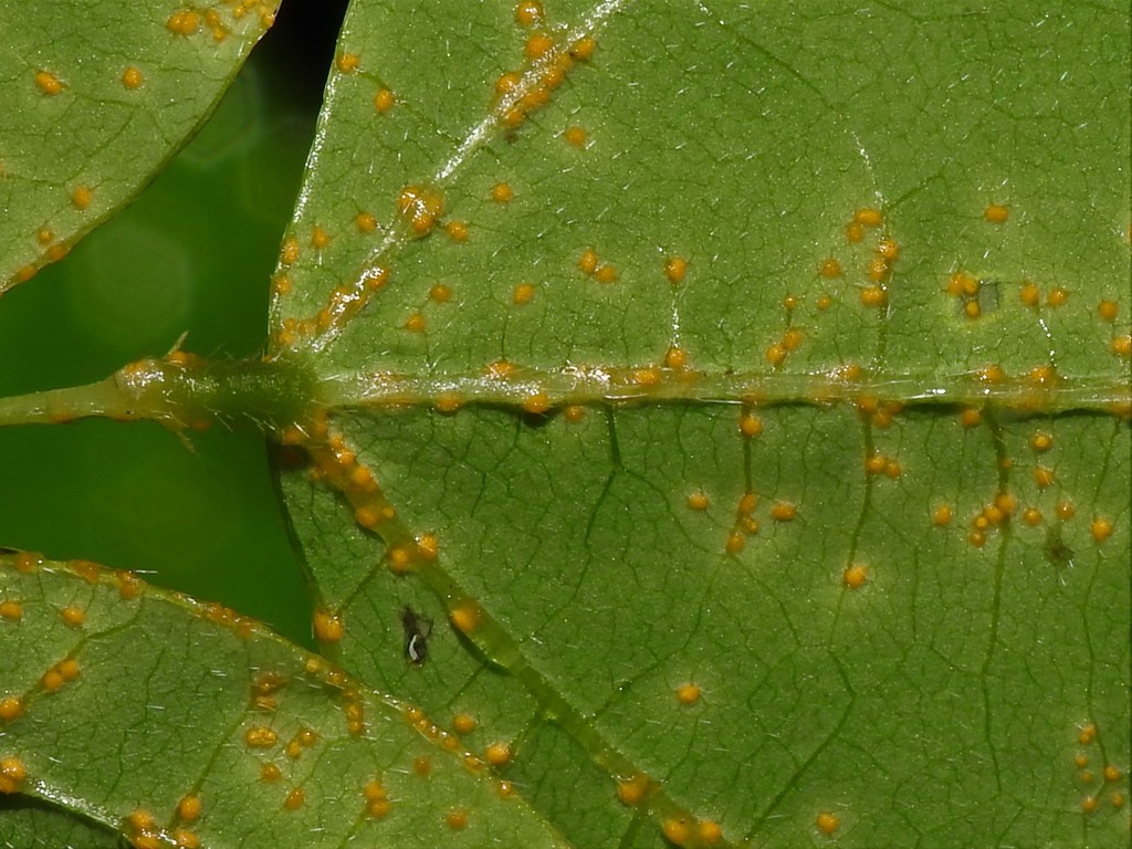 hog-peanut false rust