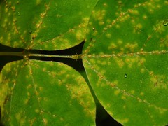 Synchytrium decipiens