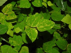 Synchytrium decipiens