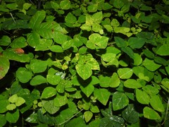 Synchytrium decipiens