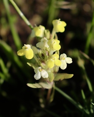 Castilleja campestris