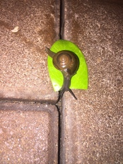 Macrochlamys hippocastaneum