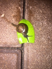 Macrochlamys hippocastaneum