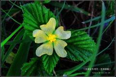Malvastrum coromandelianum