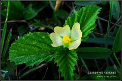 Malvastrum coromandelianum