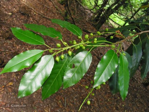 Prunus lusitanica