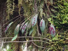 Pleurothallis lindenii