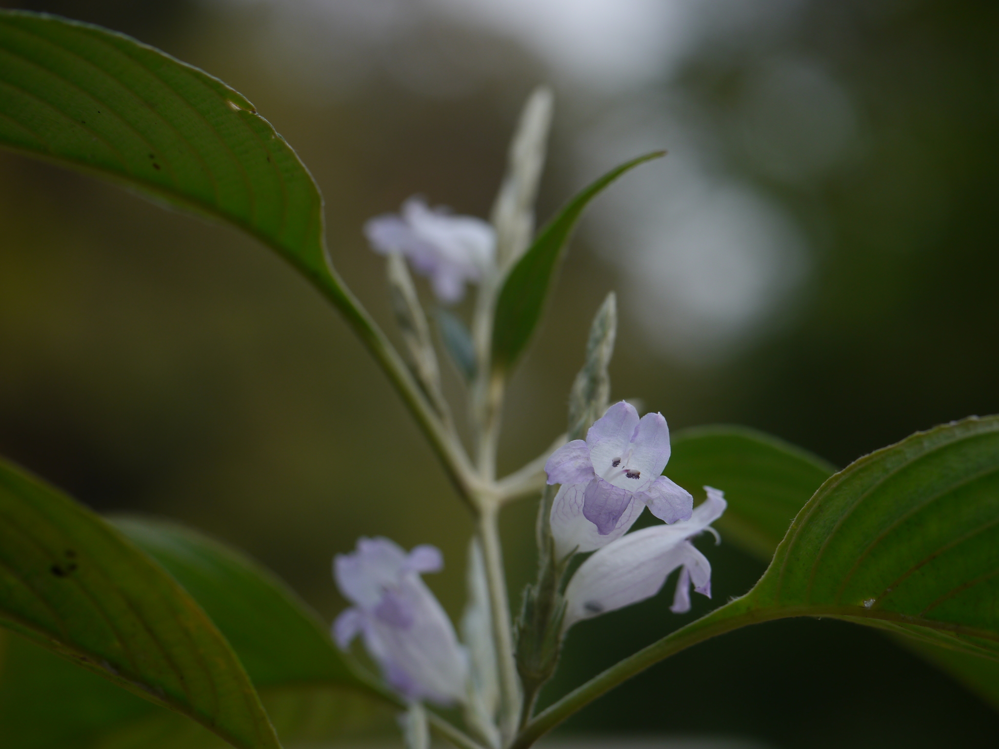 Strobilanthes consanguinea (Nees) T.Anderson Strobilanthes consanguinea (Nees) T.Anderson